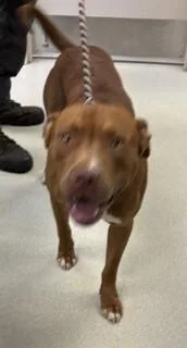 Finn