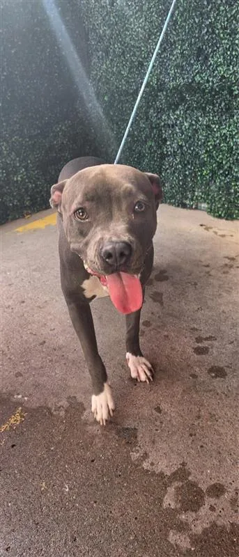 A young medium-sized female Gray / Blue / Silver American Staffordshire Terrier dog named 61662482 for adoption in El Paso, TX