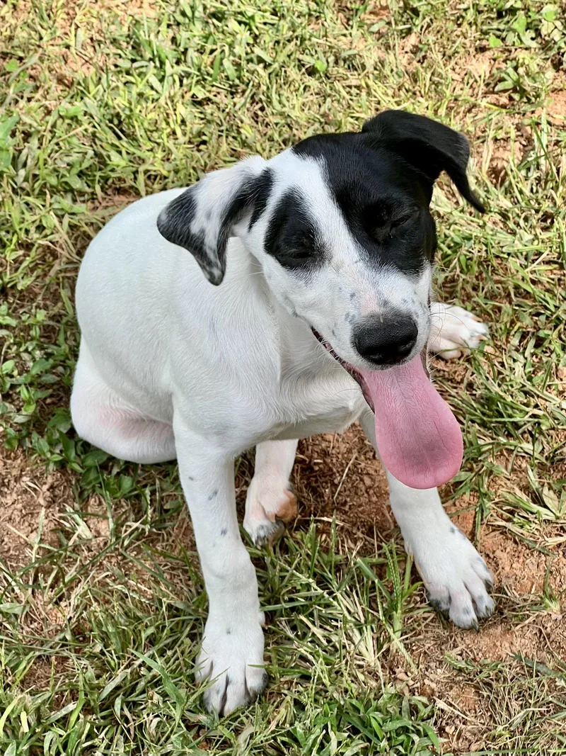 A baby large-sized male Catahoula Leopard Dog dog named Dewey for adoption in Lakemont, GA