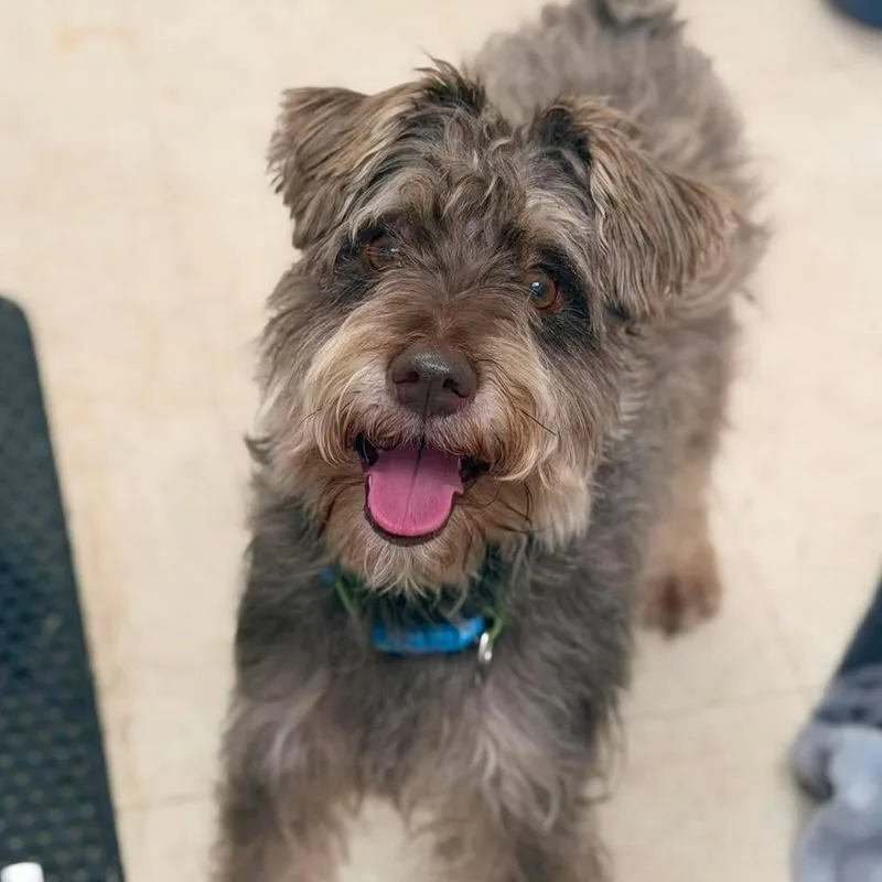 An adult small-sized male Gray / Blue / Silver Mixed Breed dog named Schnitzel  SH for adoption in Huntington, WV