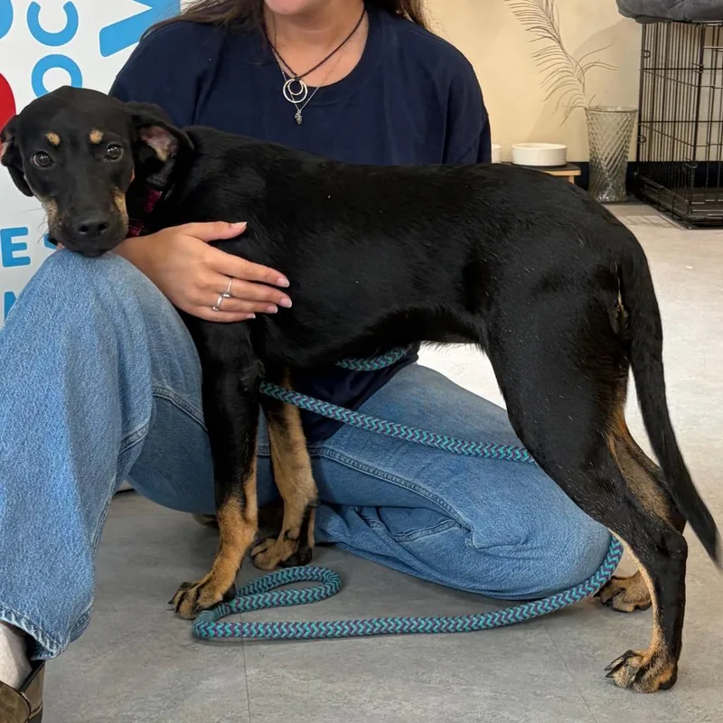 A young small-sized female Black Mixed Breed dog named Justine for adoption in Morrisville, VT