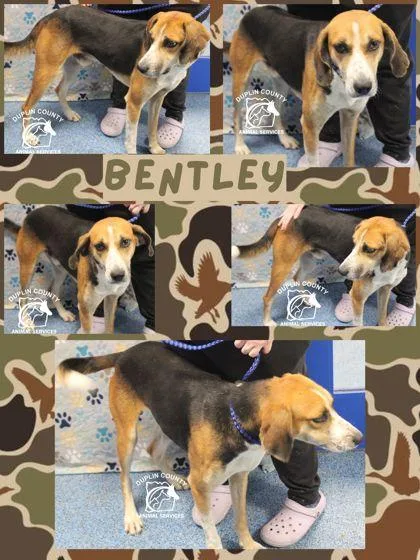 An adult medium-sized male Hound dog named Bentley for adoption in Kenansville, NC