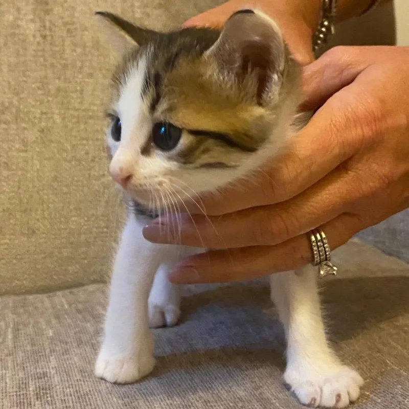 A baby small-sized male White Domestic Short Hair cat named Odysseus for adoption in Flower Mound, TX