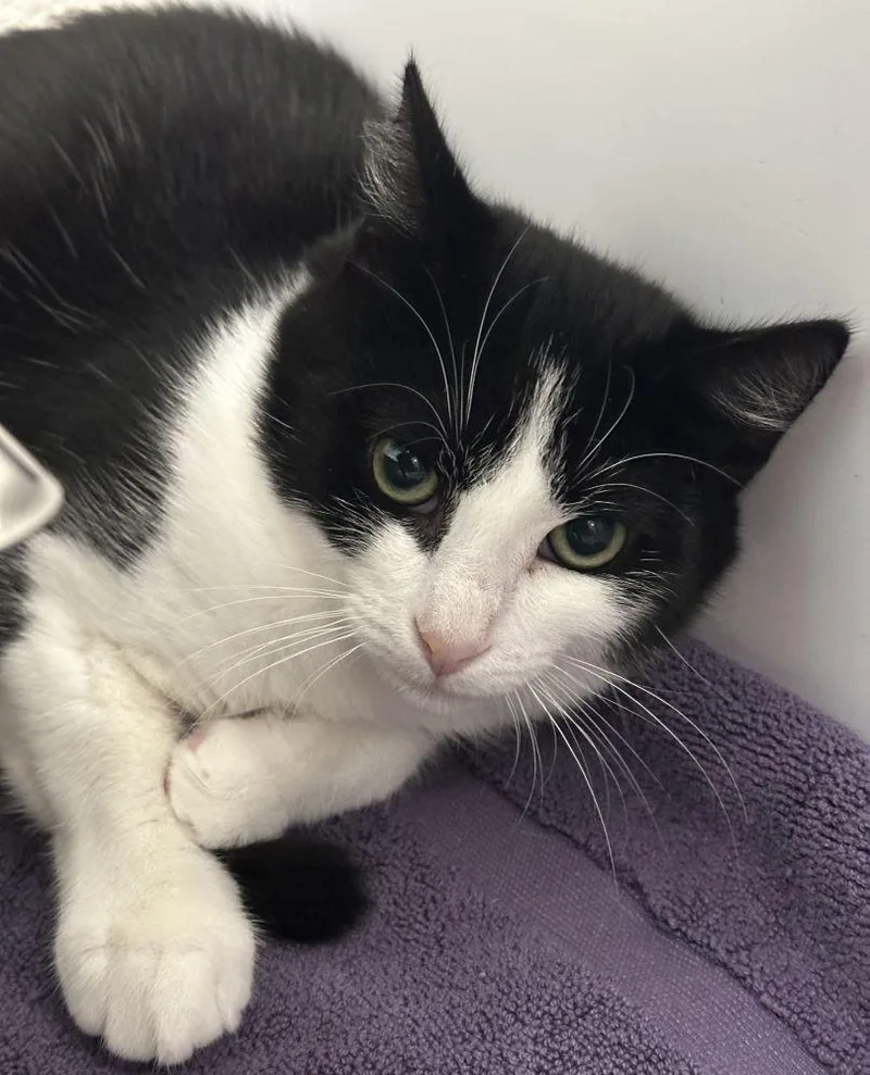 A young small-sized male Black Domestic Short Hair cat named Kobe for adoption in Alexandria, VA