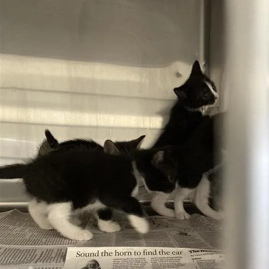 A baby small-sized female Black Domestic Short Hair cat named Indigo for adoption in Hawthorne, CA