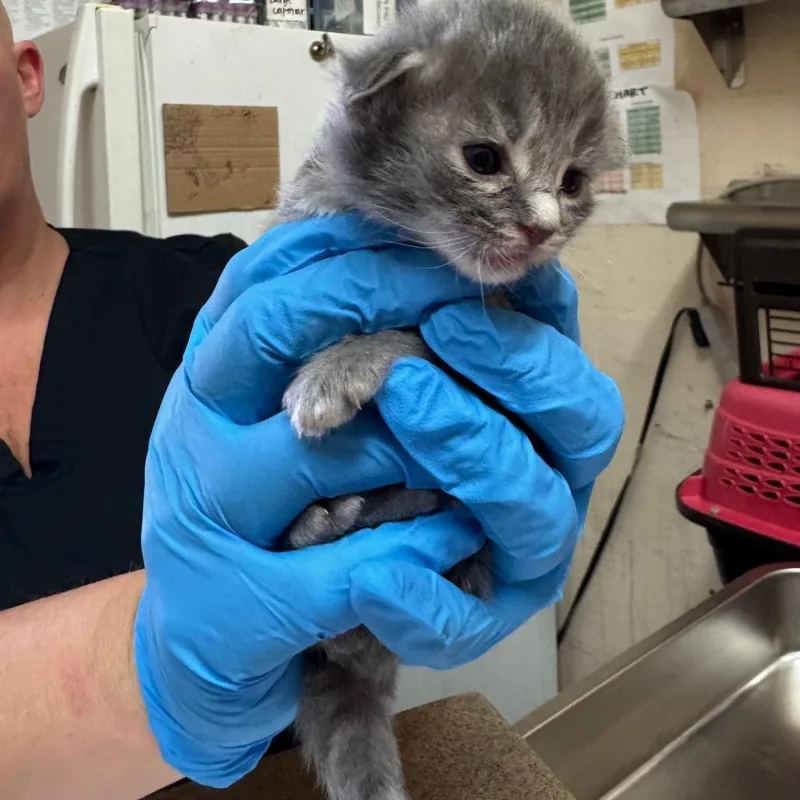 A baby small-sized female Gray / Blue / Silver Domestic Medium Hair cat named Milan for adoption in Birmingham, AL