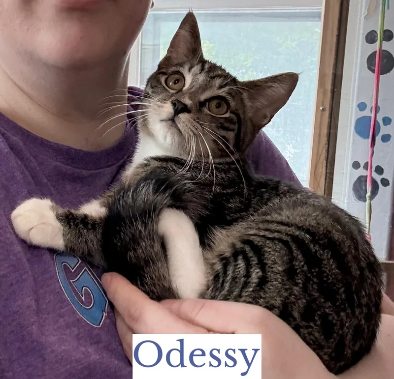 A baby medium-sized female Tabby (Brown / Chocolate) Domestic Short Hair cat named Odessy for adoption in Berkeley Springs, WV