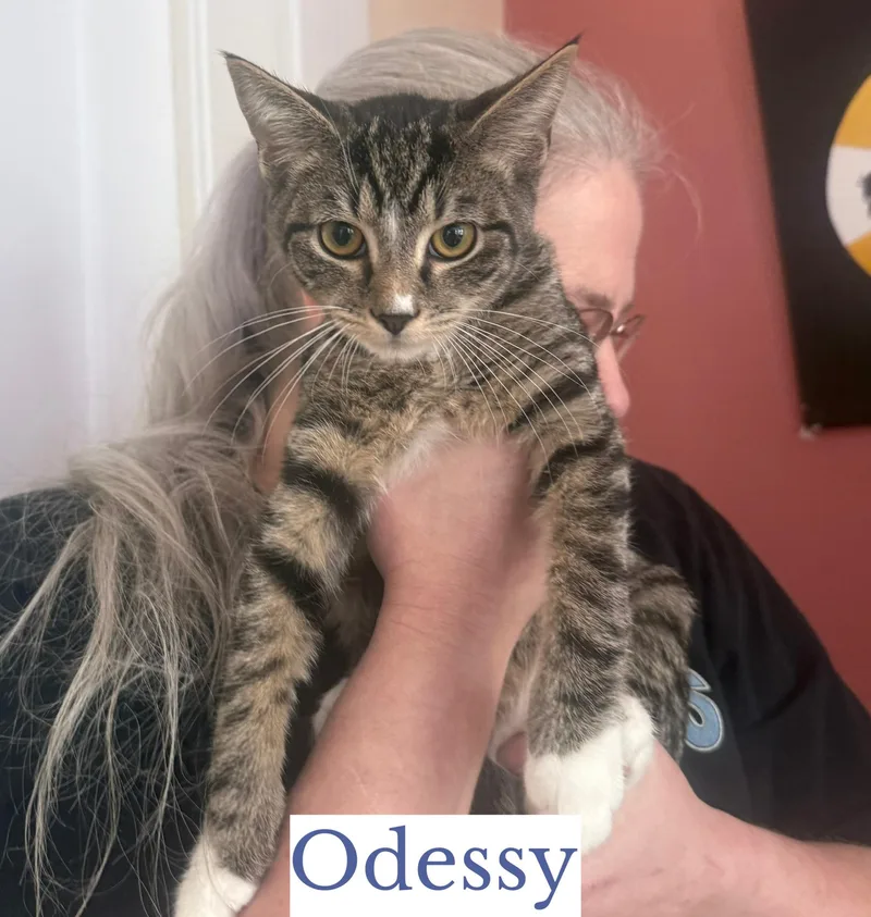 Odessy thumbnail 2