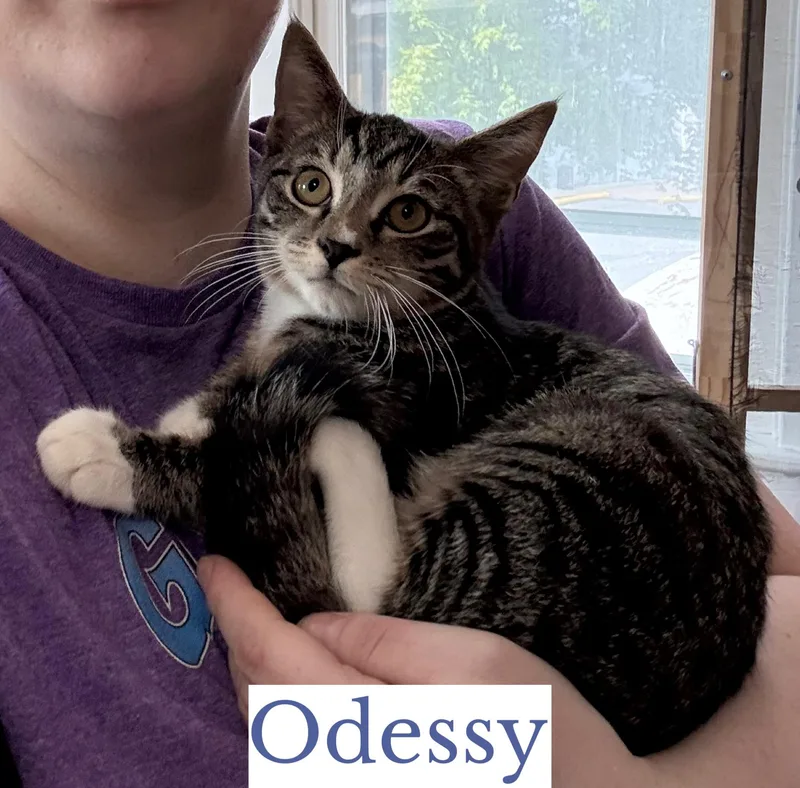 Odessy thumbnail 3