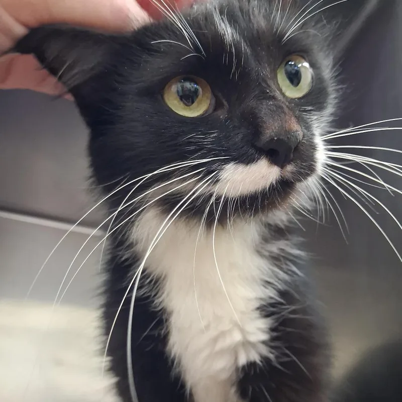 A young medium-sized female Black Domestic Long Hair cat named Danielle for adoption in Auburn, AL