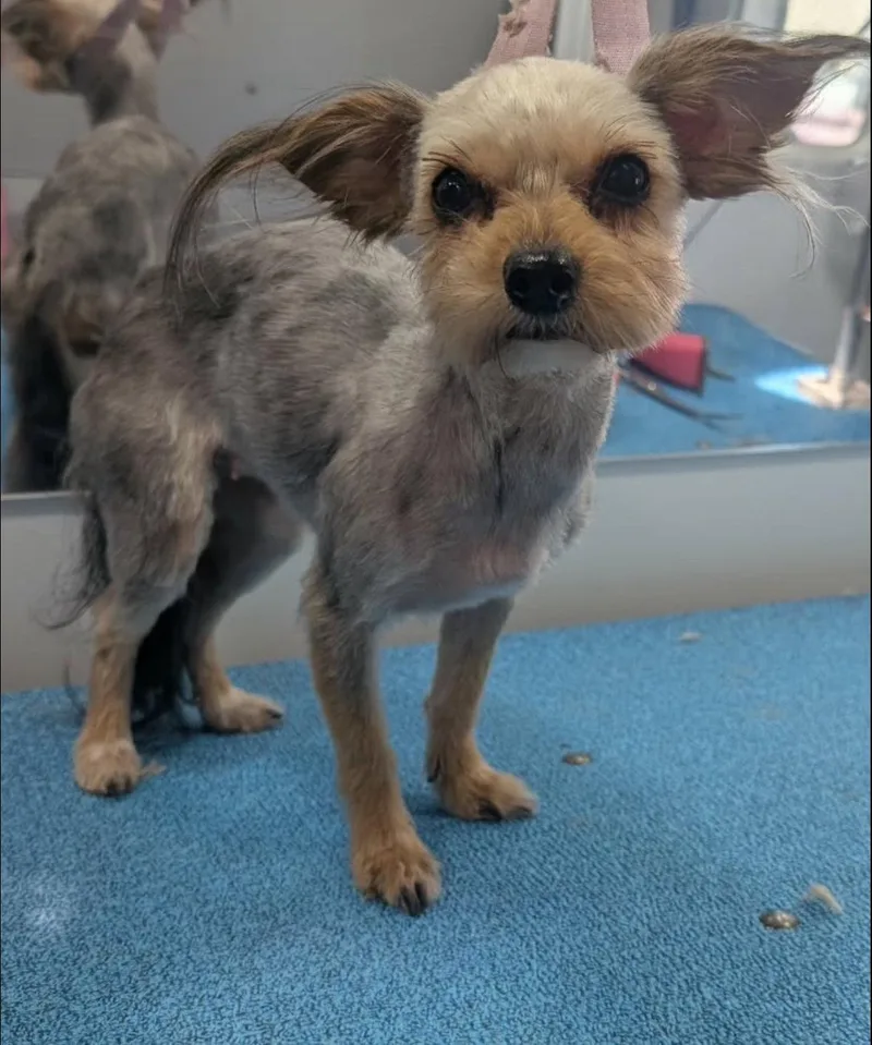 Sponsor Me  Rose thumbnail 2