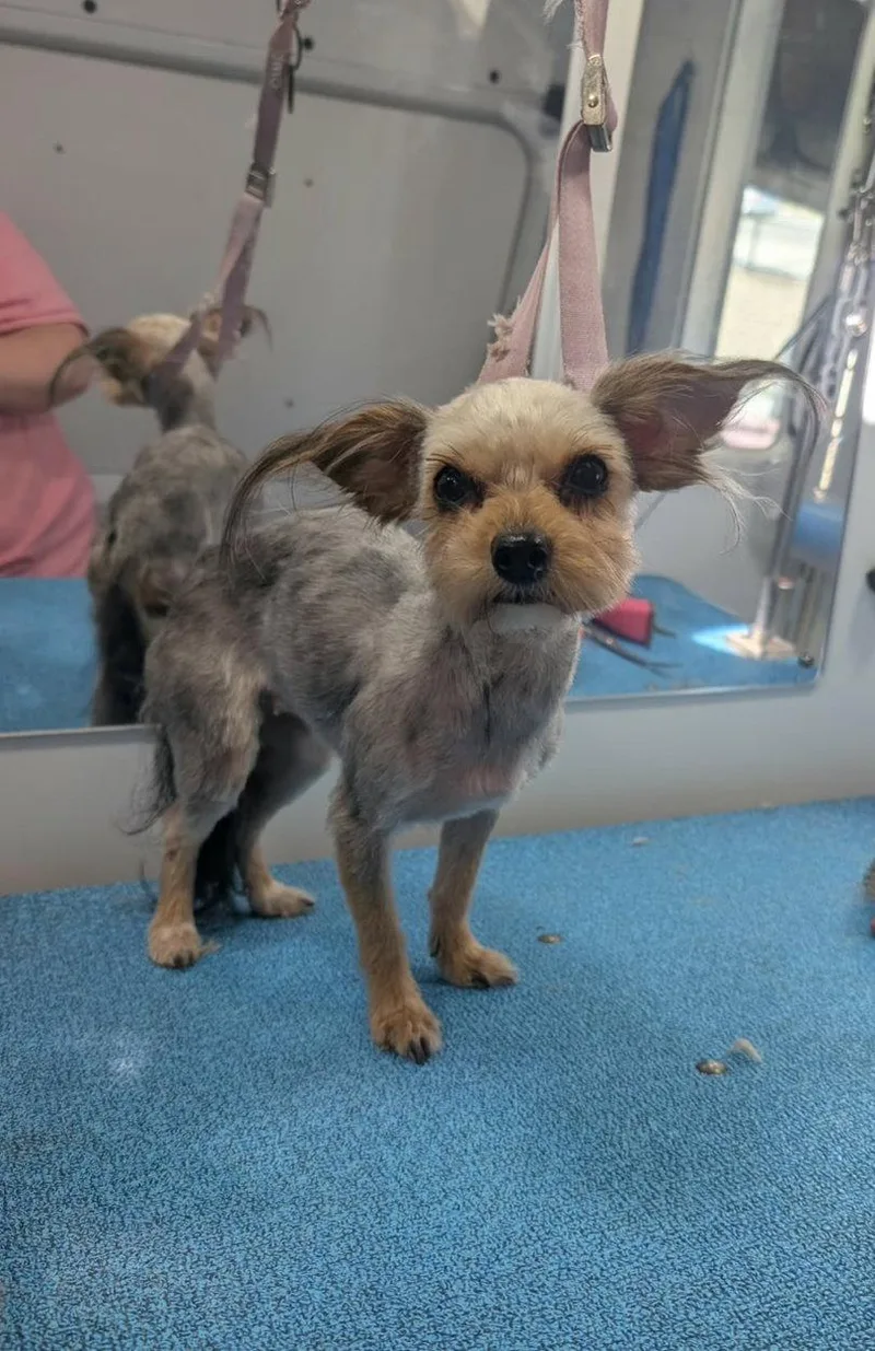 Sponsor Me  Rose thumbnail 3