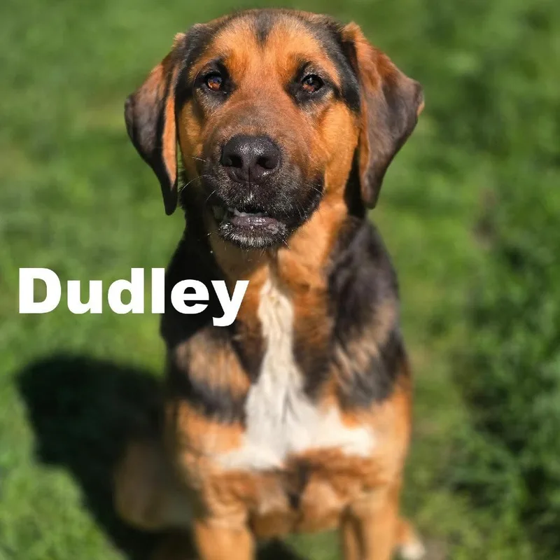Dudley thumbnail 2