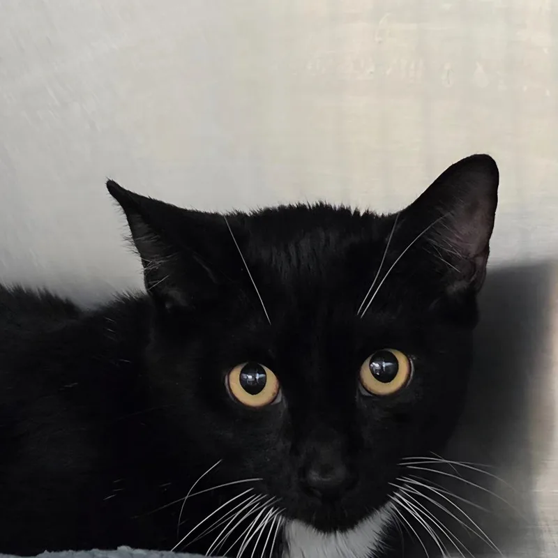 A young small-sized male Black Domestic Short Hair cat named Bo' Tato for adoption in Newark, NJ