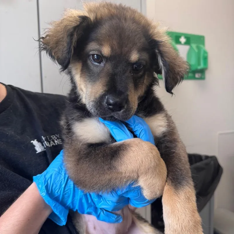 A baby medium-sized female Brown / Chocolate Mixed Breed dog named Daisy Paisley for adoption in Columbiana, AL