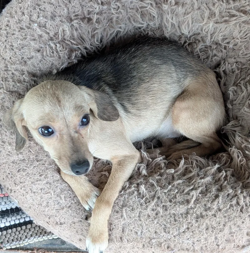 An adult small-sized female Beagle dog named Sweetpea S for adoption in Somerset, KY