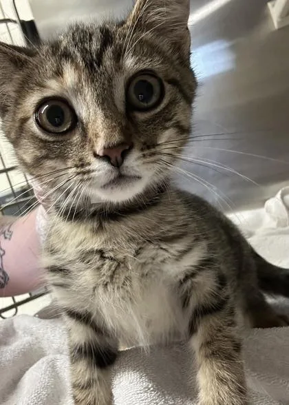 A baby small-sized female Domestic Short Hair cat named Freya for adoption in Cincinnati, OH