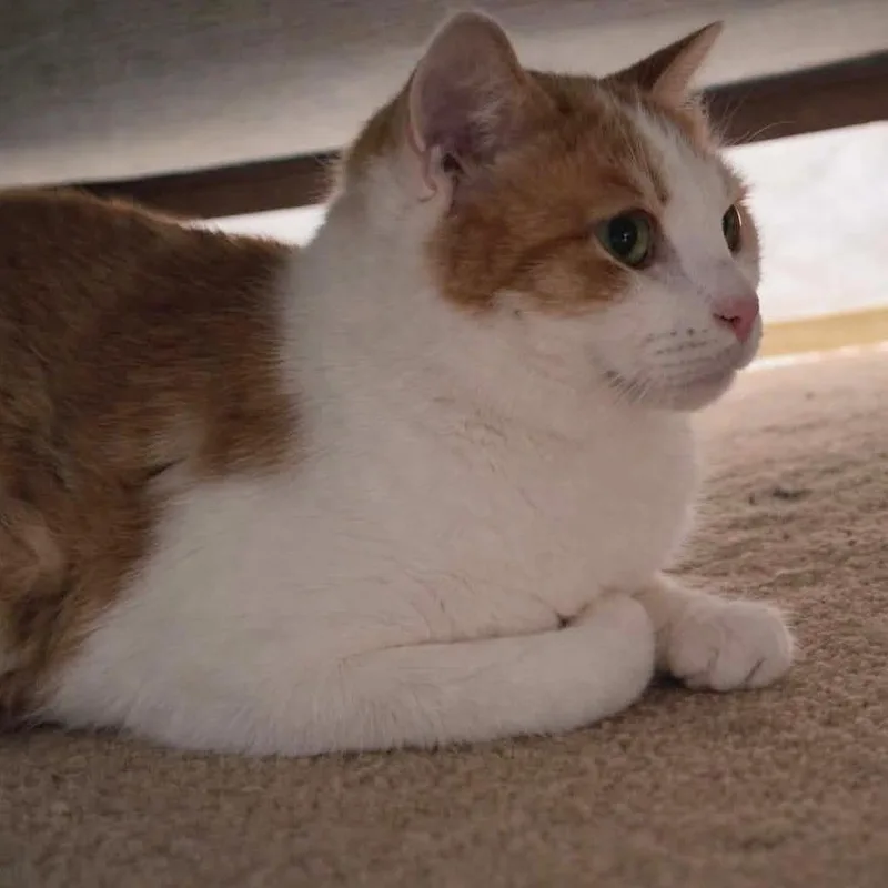 An adult small-sized male White Domestic Medium Hair cat named Catnap for adoption in Fayetteville, GA