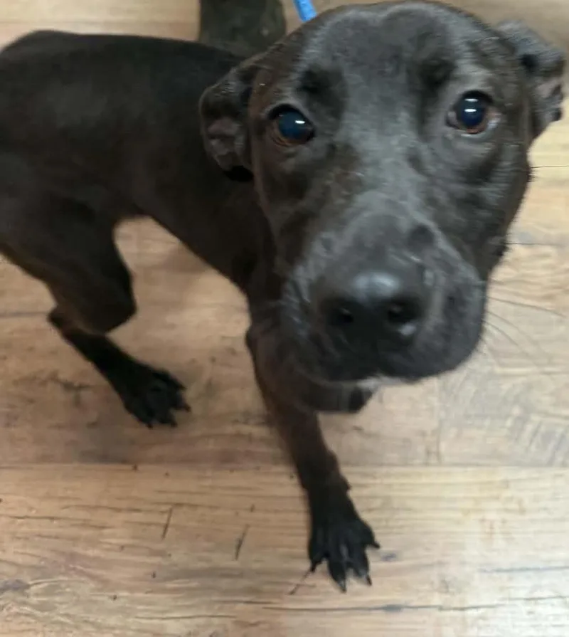 A young medium-sized female Black German Shepherd Dog dog named Clarice for adoption in Baxter, KY