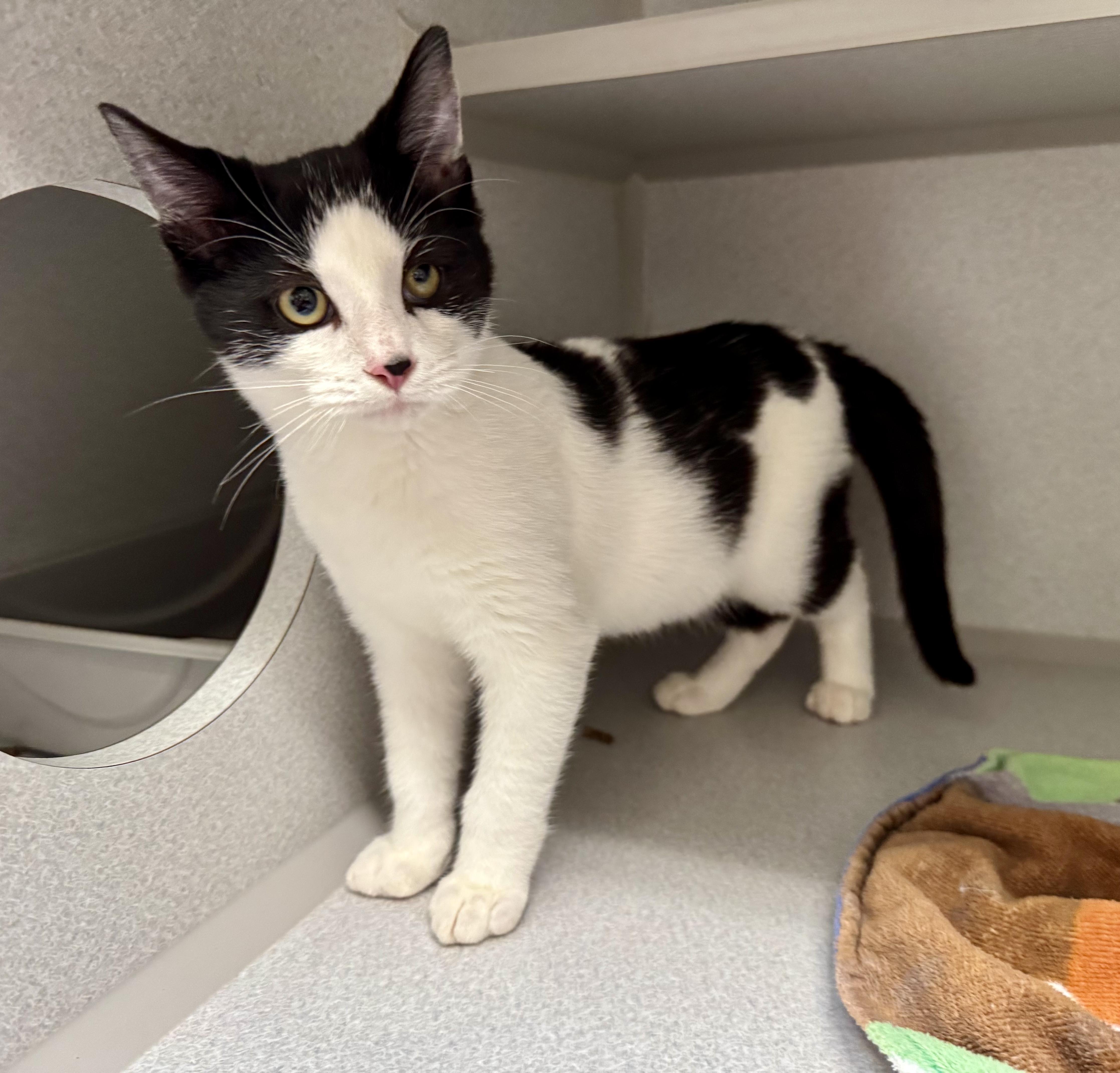A baby medium-sized male Black Domestic Short Hair cat named Kyle for adoption in Red Bluff, CA