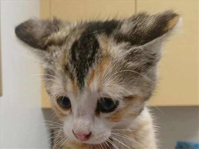 An adult small-sized female Domestic Short Hair cat named Ducky for adoption in Los Angeles, CA