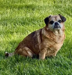 An adult small-sized male Apricot / Beige Puggle dog named Parker for adoption in Tifton, GA