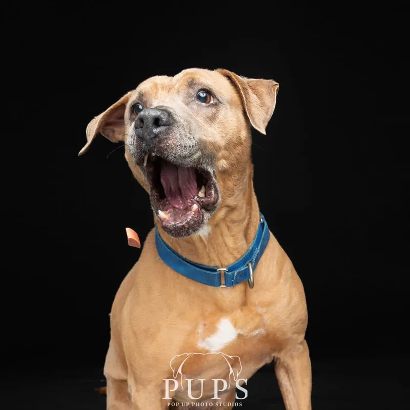 A senior large-sized male Yellow / Tan / Blond / Fawn Mixed Breed dog named Rocky for adoption in Hobe Sound, FL