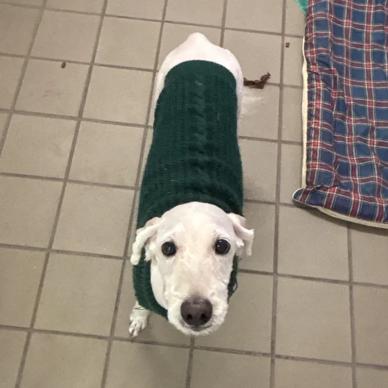 A senior medium-sized female White / Cream Poodle dog named Snickers for adoption in Marshalltown, IA