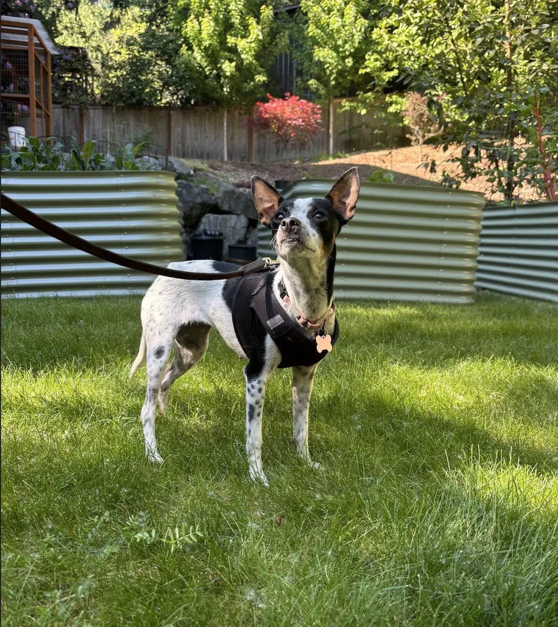 An adult small-sized female Chihuahua dog named Cookie for adoption in Bothell, WA
