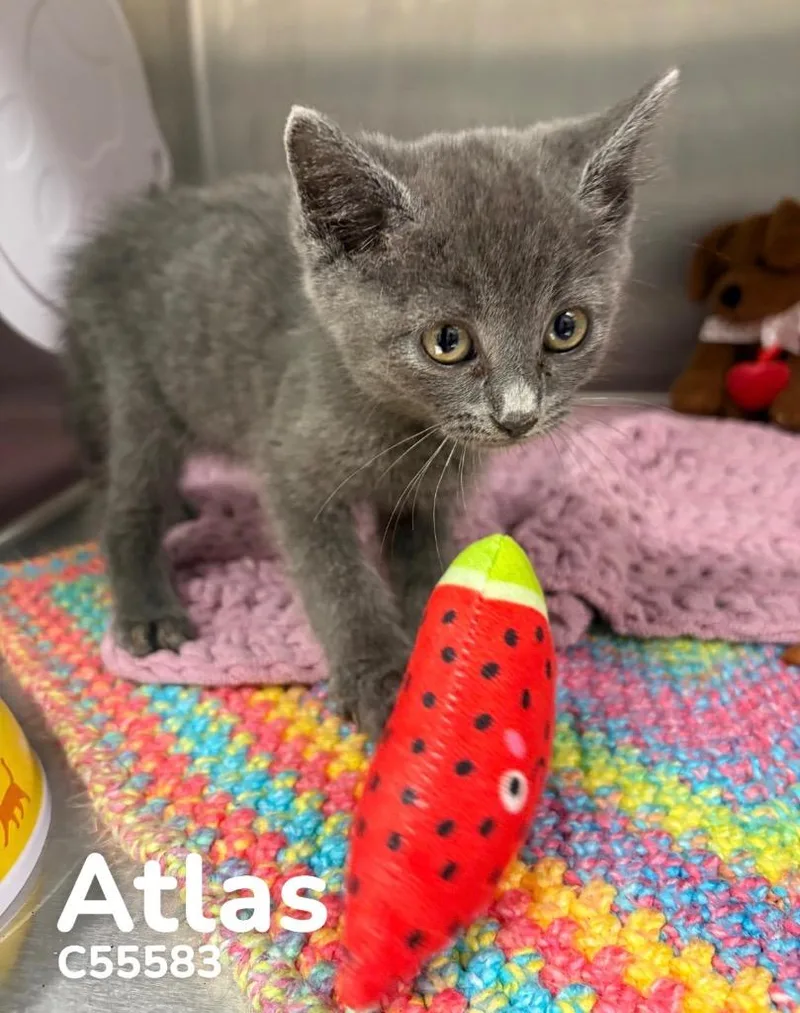 A baby medium-sized male Domestic Short Hair cat named Atlas for adoption in Clarksville, TN