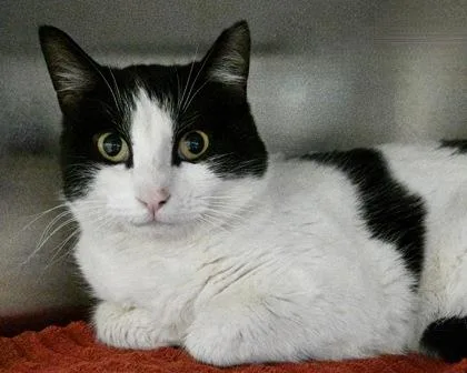 Spring Roll thumbnail 2