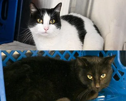 Spring Roll thumbnail 3