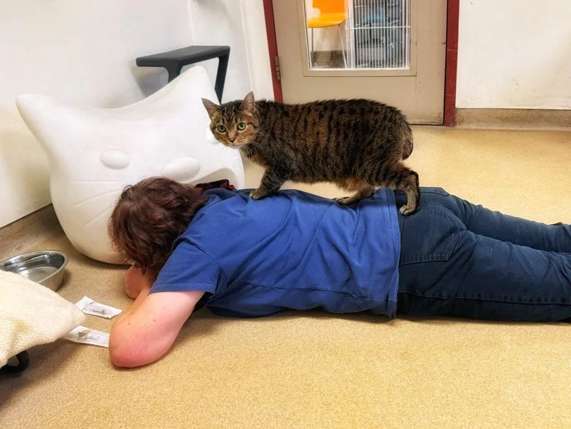 A senior small-sized male Tabby (Brown / Chocolate) Domestic Short Hair cat named Capone for adoption in Raleigh, NC