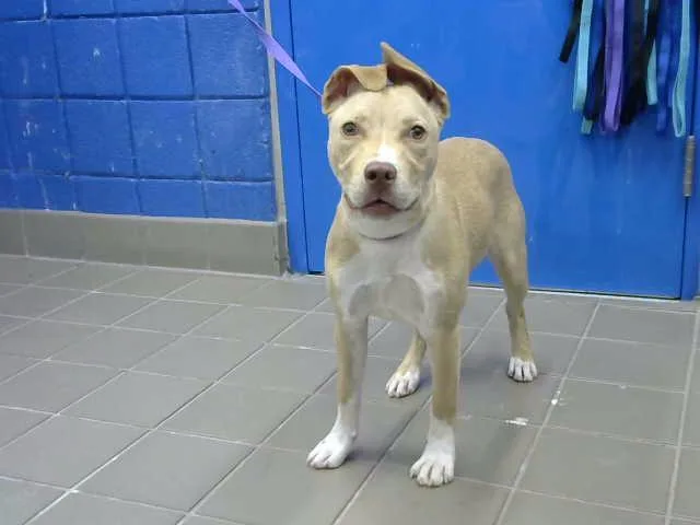 A young medium-sized female Pit Bull Terrier dog named Strawberry for adoption in Albuquerque, NM