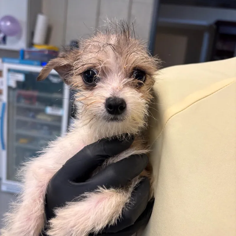 A baby small-sized male White / Cream Mixed Breed dog named Griffin for adoption in Huntington, WV