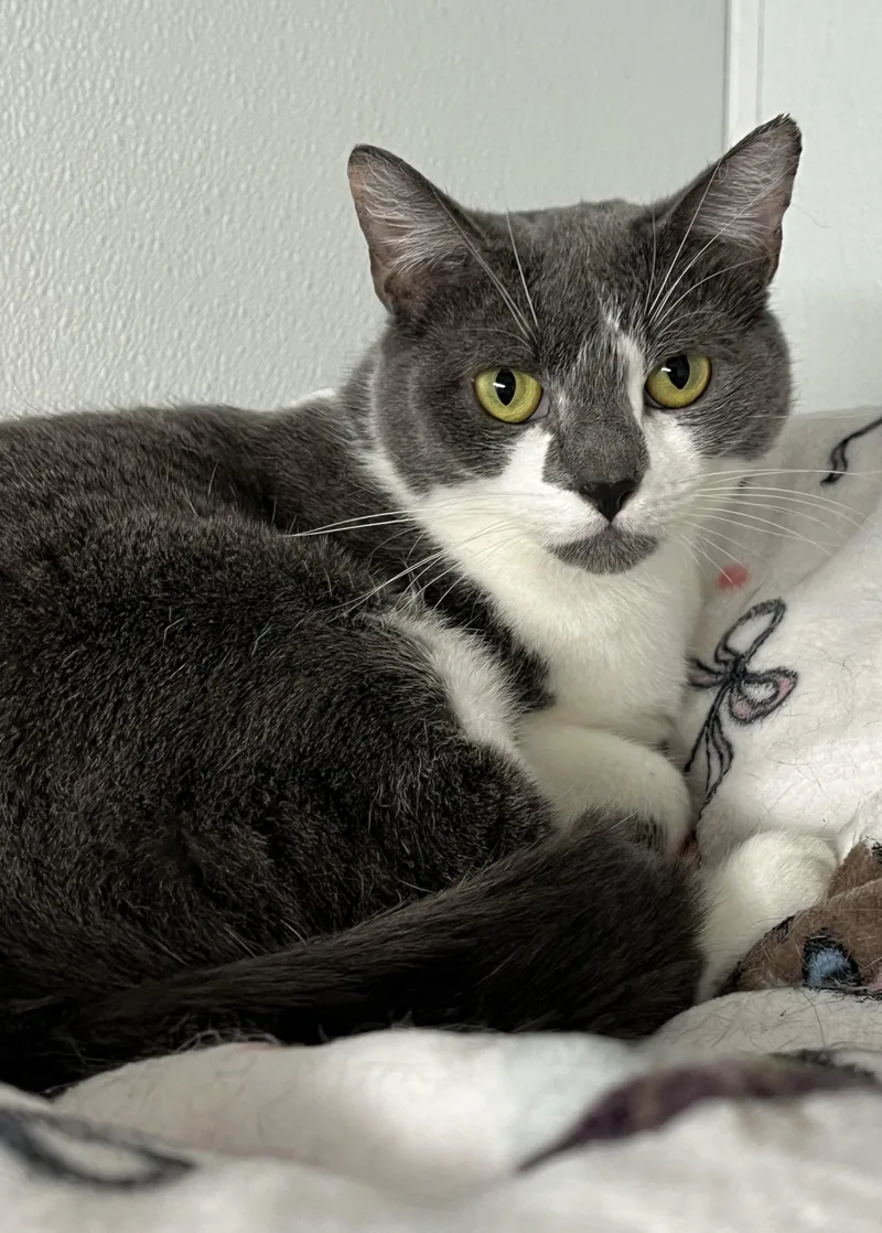 A young medium-sized female Gray & White Domestic Short Hair cat named Angel for adoption in Harrison, NY