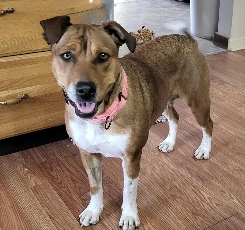 A young medium-sized female Apricot / Beige Black Mouth Cur dog named Brownie for adoption in Byrdstown, TN