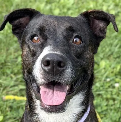 An adult medium-sized female Terrier dog named Annette for adoption in Jefferson, WI