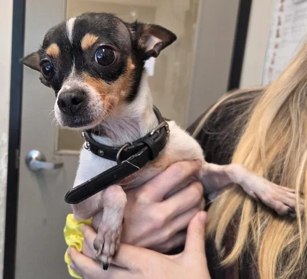 An adult small-sized female Chihuahua dog named Cinnamon Butter for adoption in El Cajon, CA