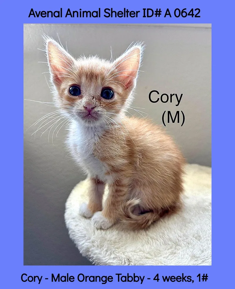 A baby medium-sized male Tabby (Orange / Red) Domestic Short Hair cat named Cory for adoption in Avenal, CA