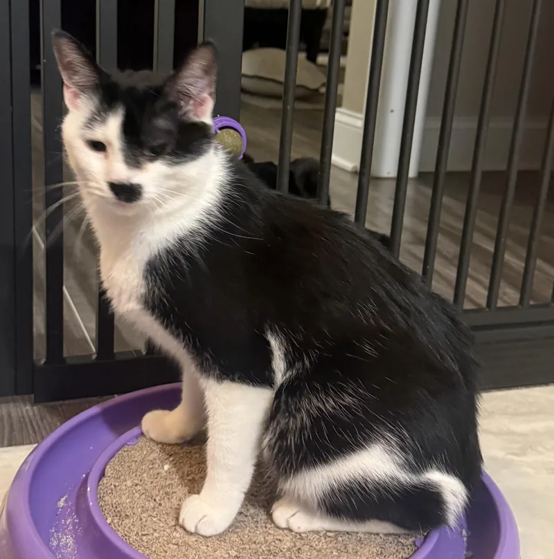 A young medium-sized female Black Domestic Short Hair cat named Phoebe for adoption in CANONSBURG, PA