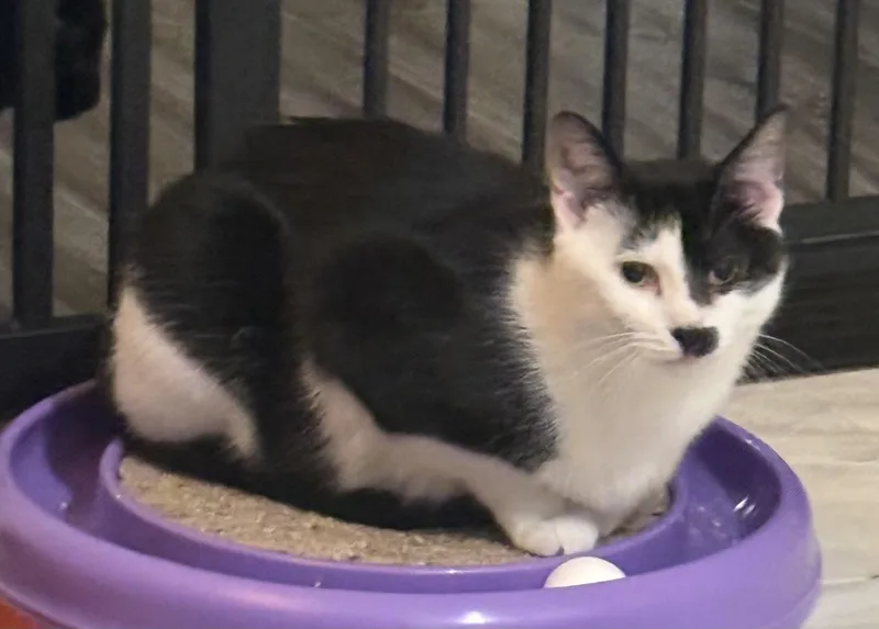 Phoebe thumbnail 4