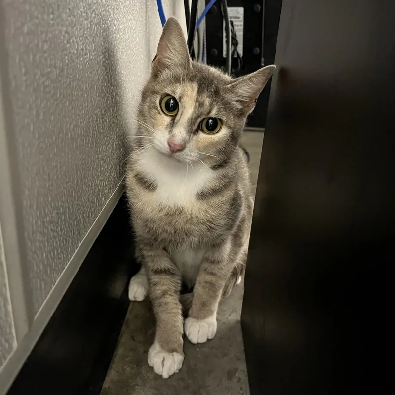 A young medium-sized female White Domestic Short Hair cat named Calla for adoption in Tampa, FL