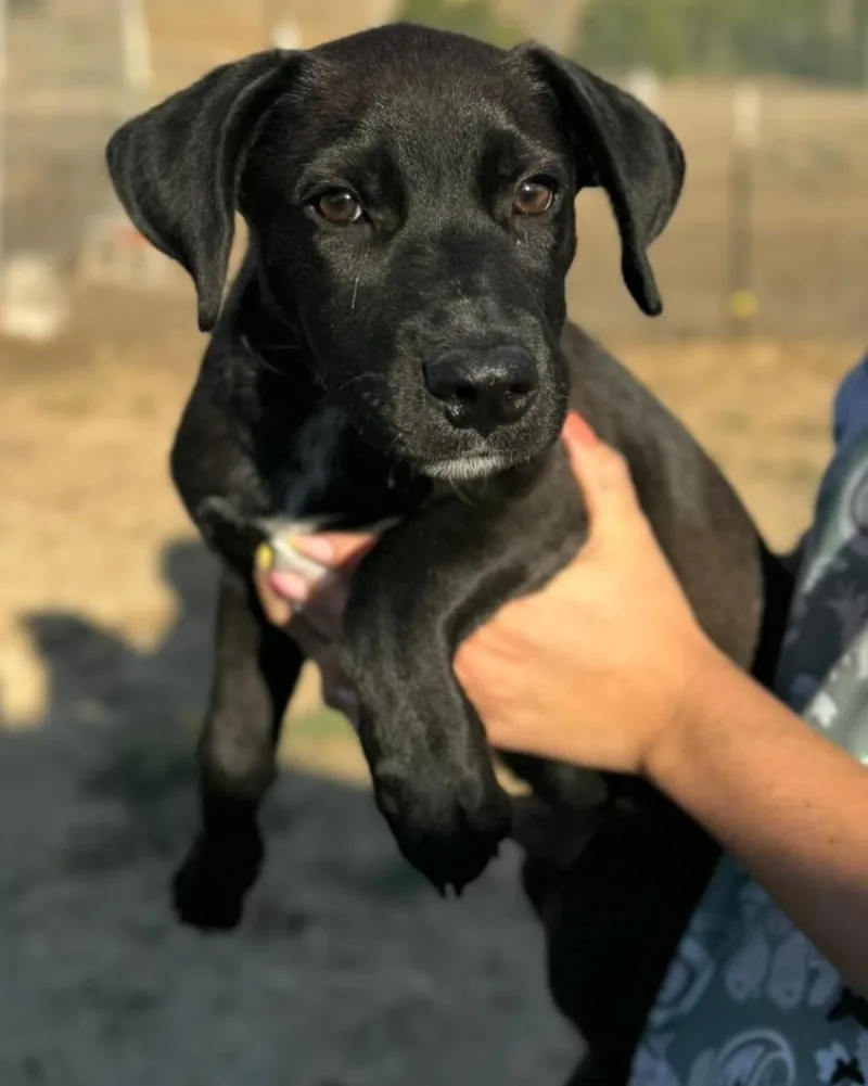 Nitro