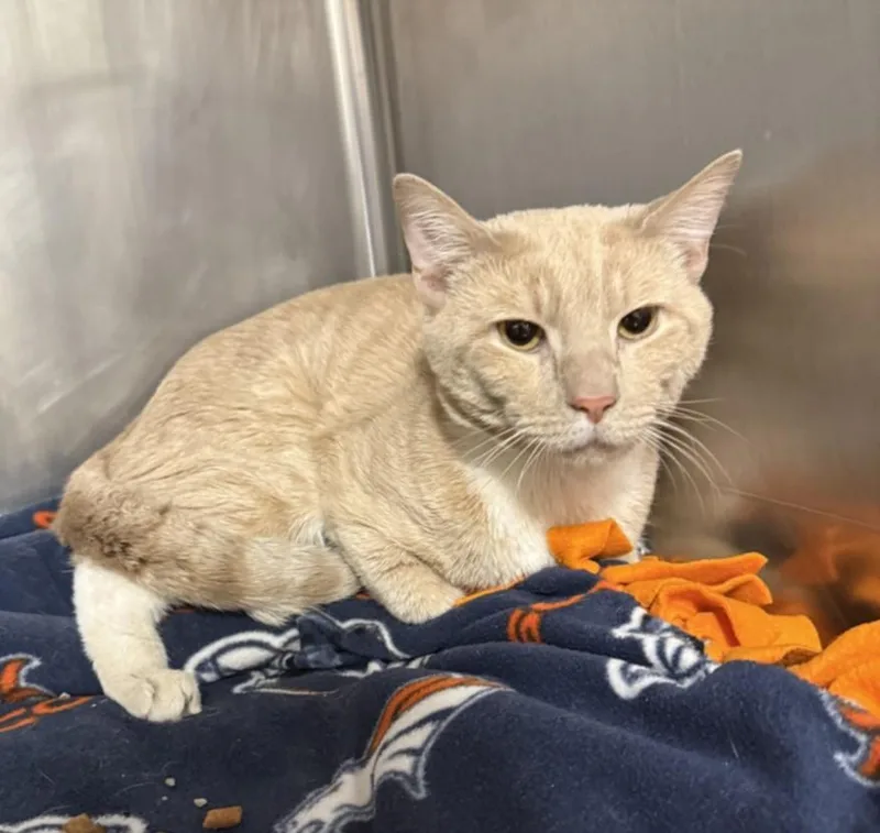 A young medium-sized male Domestic Short Hair cat named Toulouse for adoption in Hagerstown, MD