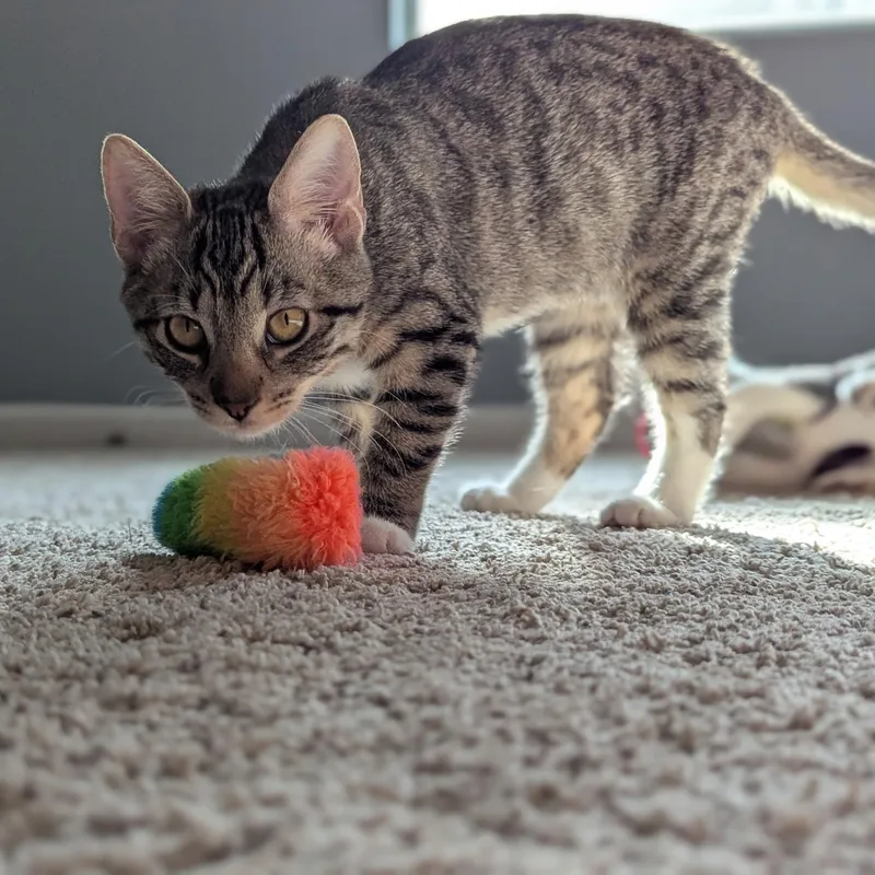 A baby medium-sized female Domestic Short Hair cat named Millie for adoption in jacksonville, FL