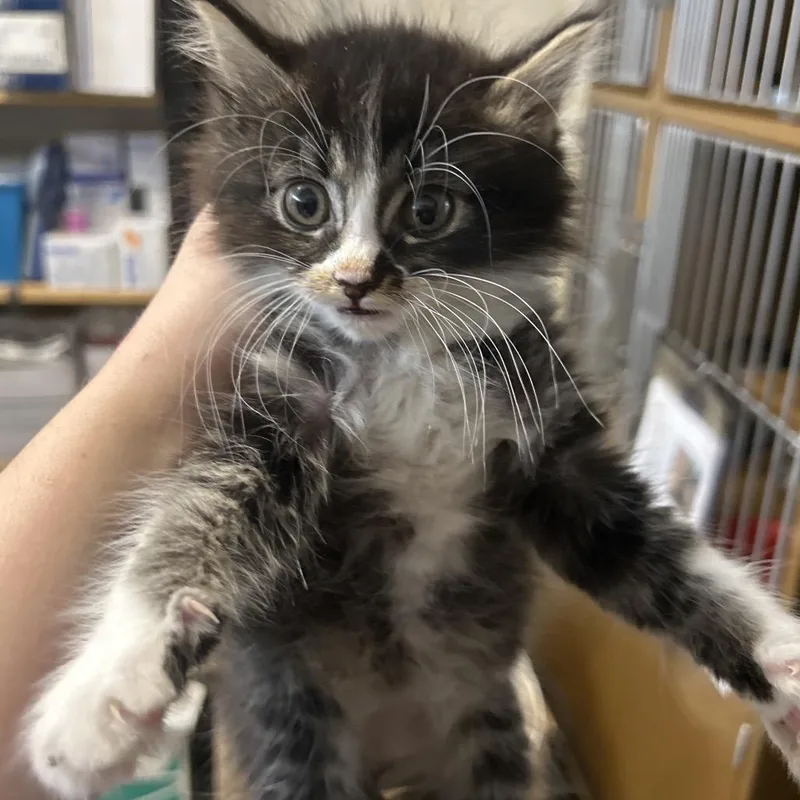 A baby small-sized female Black Domestic Short Hair cat named Valor for adoption in Point Richmond, CA