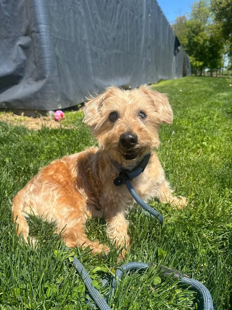 A senior small-sized male Apricot / Beige Terrier dog named Arthur for adoption in Myerstown, PA