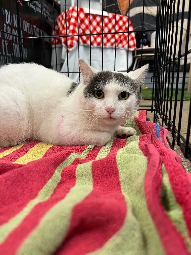 A young large-sized male Domestic Short Hair cat named Echo for adoption in Pierceton, IN