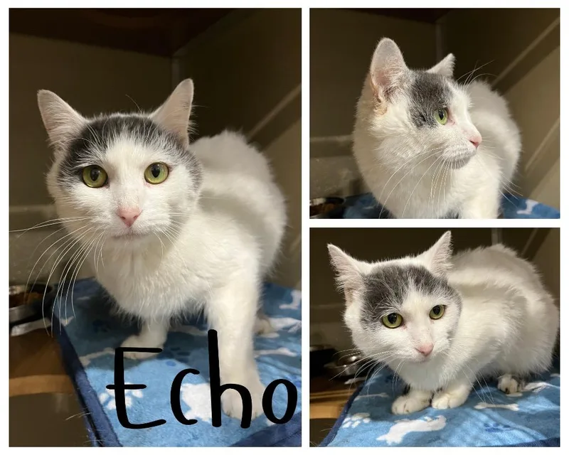 Echo thumbnail 2